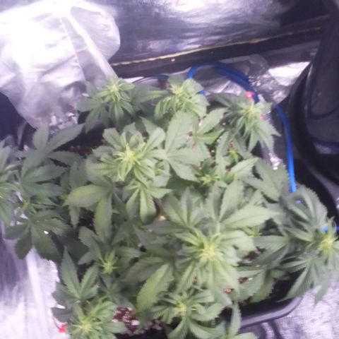 Autopot #1 - Gelato growlog timeline photo