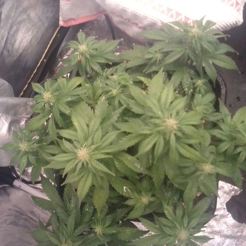Autopot #1 - Gelato growlog timeline photo