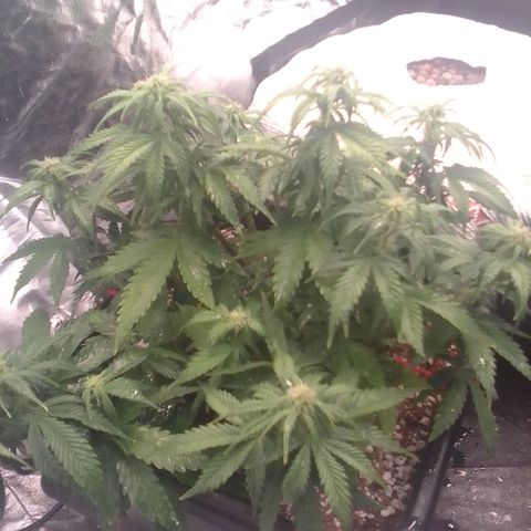 Autopot #1 - Gelato growlog timeline photo