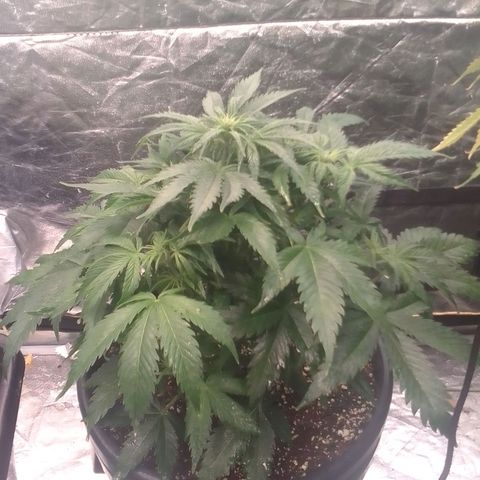 Sour Diesel growlog timeline photo