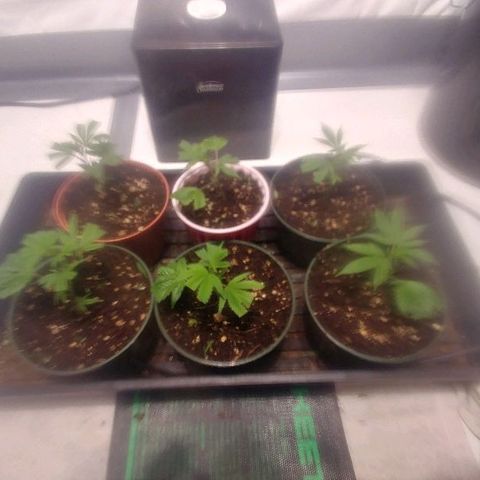 Rock Star growlog photo: 8th day 