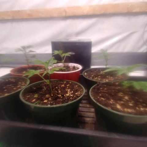 Rock Star growlog photo: 8th day 