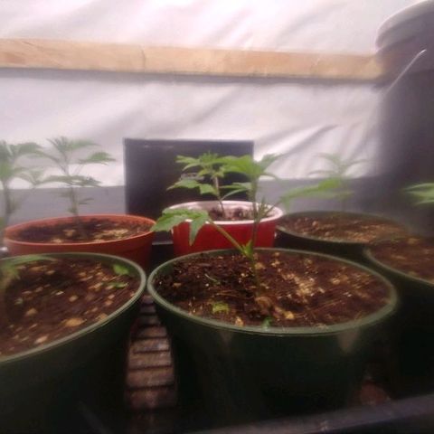 Rock Star growlog photo: 8th day 