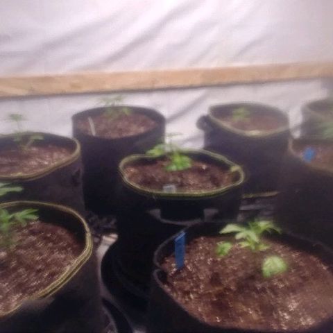 Rock Star growlog photo: 1st week of veg and Mega Mass nutrients