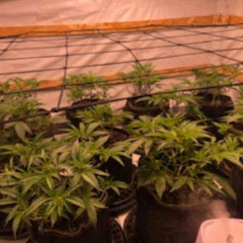 Rock Star growlog timeline photo