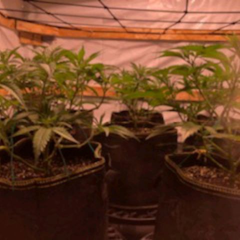 Rock Star growlog timeline photo