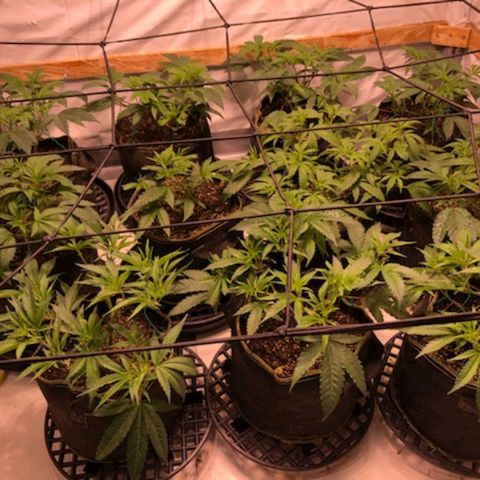 Rock Star growlog photo: Halfway through third week of vegetation