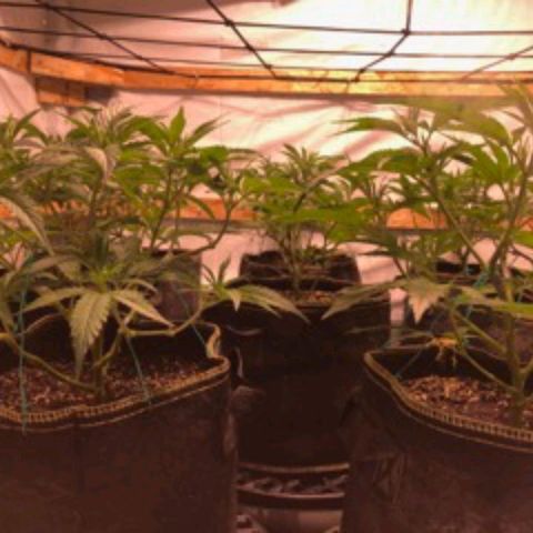 Rock Star growlog photo: Halfway through third week of vegetation