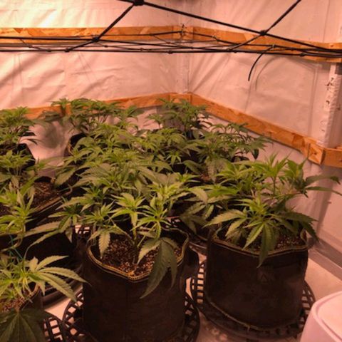 Rock Star growlog photo: Halfway through third week of vegetation