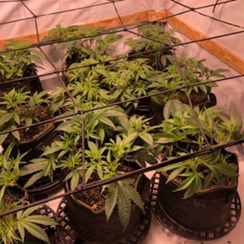 Rock Star growlog photo: Halfway through third week of vegetation