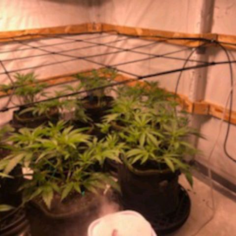 Rock Star growlog photo: Halfway through third week of vegetation