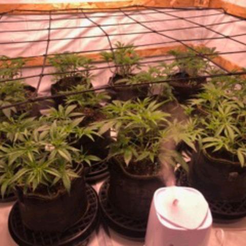 Rock Star growlog photo: Halfway through third week of vegetation