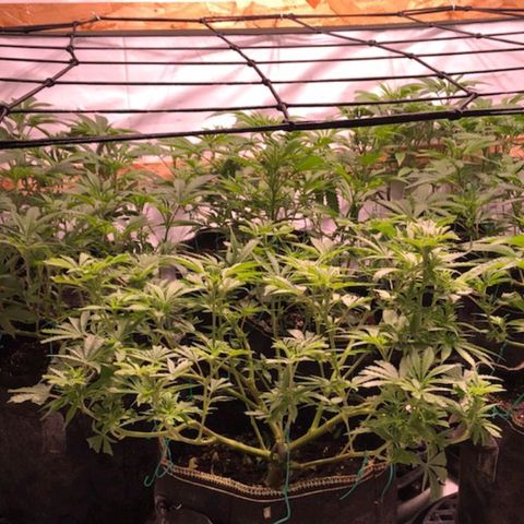 Rock Star growlog photo: This is Going on 2 week of flowering