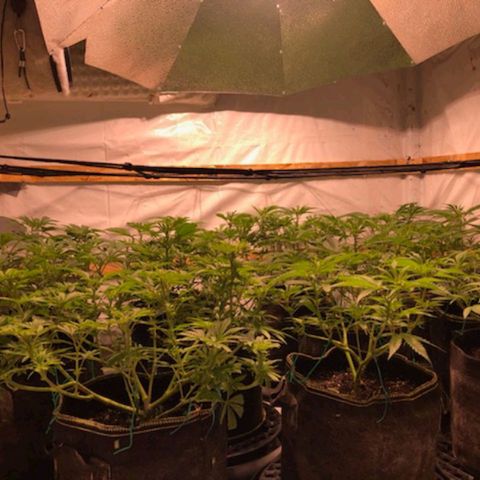 Rock Star growlog photo: This is Going on 2 week of flowering