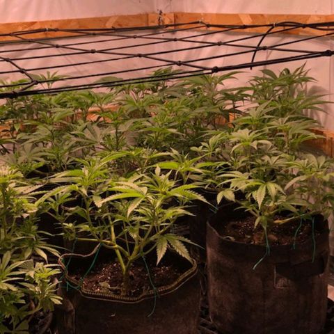 Rock Star growlog photo: This is Going on 2 week of flowering