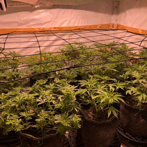 Rock Star growlog photo: This is Going on 2 week of flowering