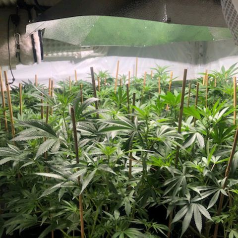 Rock Star growlog photo: 3rd week of bloom