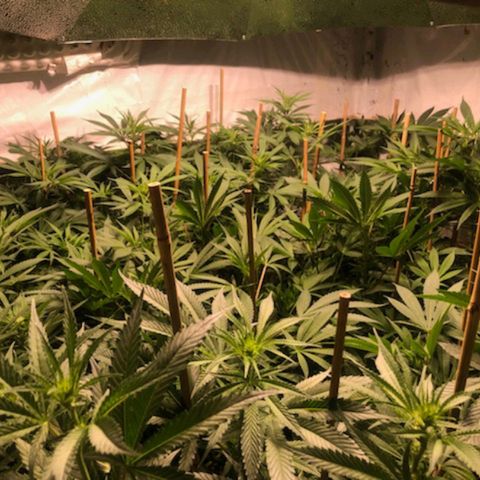 Rock Star growlog photo: 3rd week of bloom
