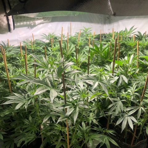 Rock Star growlog photo: 3rd week of bloom