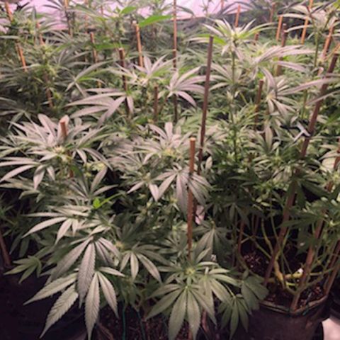 Rock Star growlog photo: 4th week of flowering 🌼