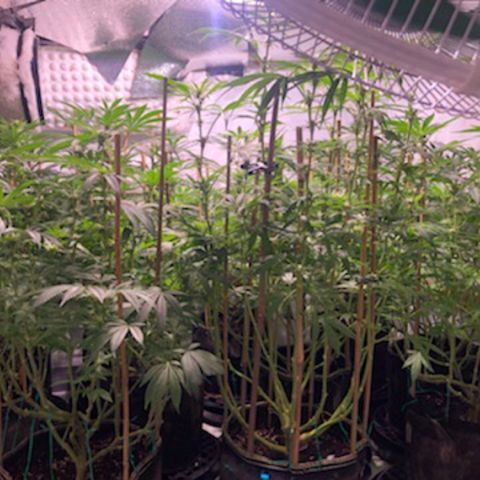Rock Star growlog photo: 4th week of flowering 🌼