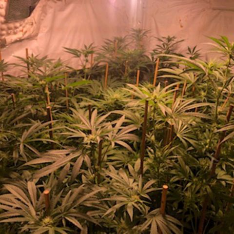 Rock Star growlog photo: 4th week of flowering 🌼