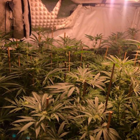 Rock Star growlog photo: 4th week of flowering 🌼