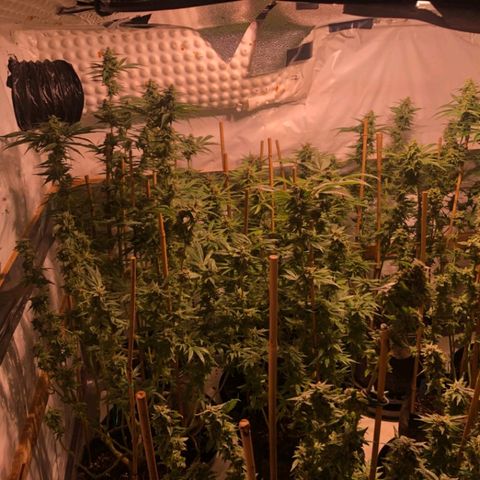 Rock Star growlog photo: 7th week of Blooming
