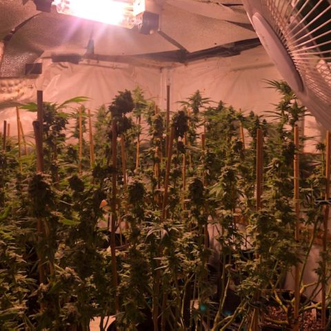 Rock Star growlog photo: 7th week of Blooming
