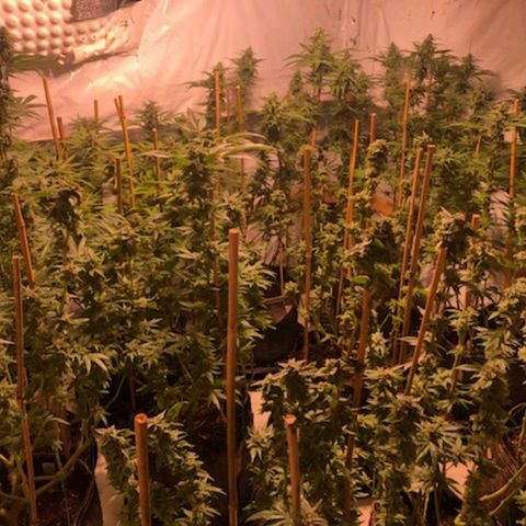 Rock Star growlog photo: 7th week of Blooming