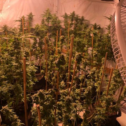 Rock Star growlog photo: 7th week of Blooming