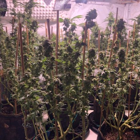 Rock Star growlog photo: 7th week of Blooming