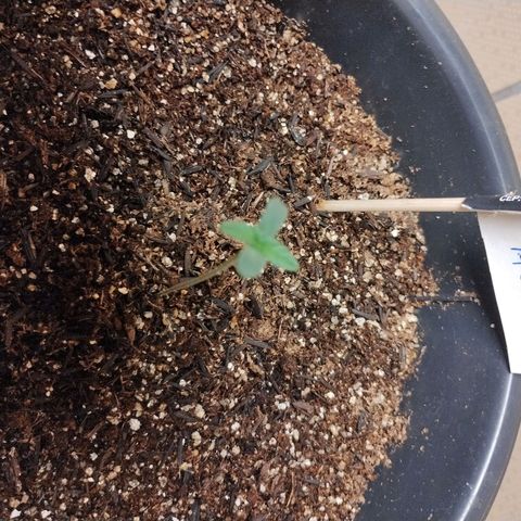 Auto AK 47 growlog timeline photo