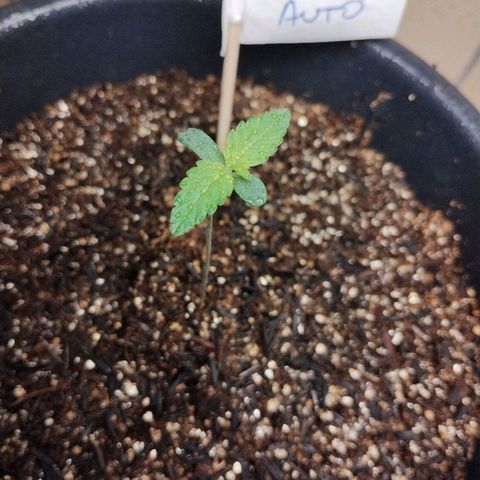 Auto AK 47 growlog timeline photo