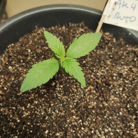 Auto AK 47 growlog timeline photo