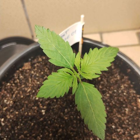 Sweet Breeze Auto 01 growlog timeline photo