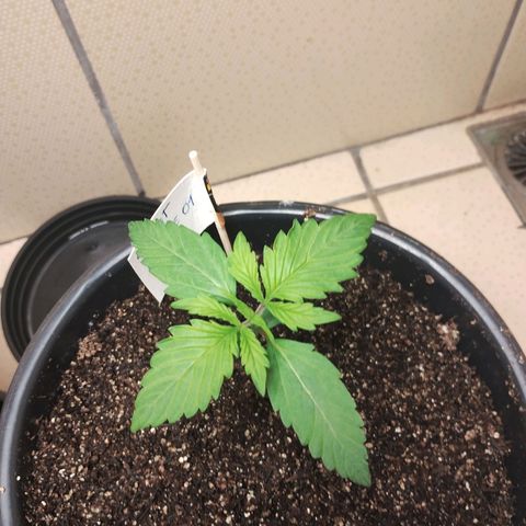 Sweet Breeze Auto 01 growlog timeline photo