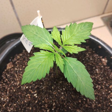 Sweet Breeze Auto 01 growlog timeline photo