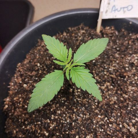Auto AK 47 growlog timeline photo