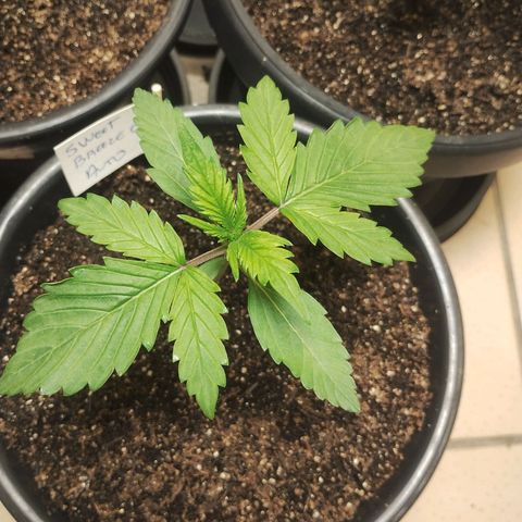 Sweet Breeze Auto 01 growlog timeline photo