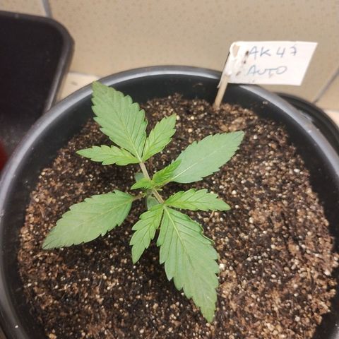 Auto AK 47 growlog timeline photo