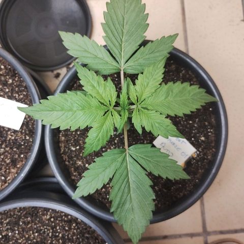 Sweet Breeze Auto 01 growlog timeline photo