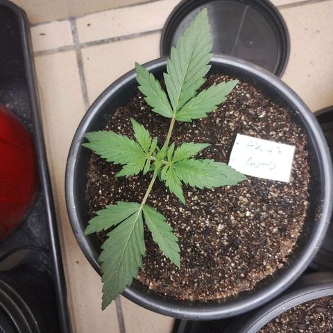Auto AK 47 growlog timeline photo