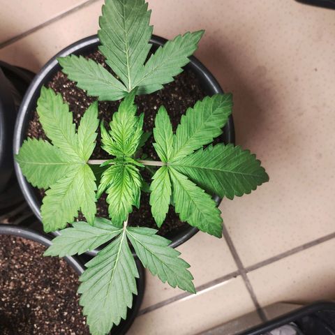Sweet Breeze Auto 01 growlog timeline photo