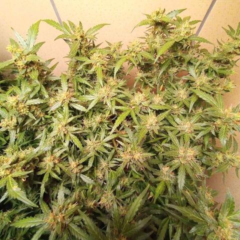 Auto AK 47 growlog timeline photo