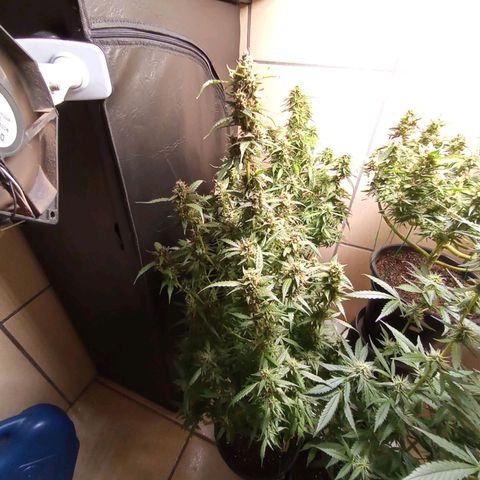 Sweet Breeze Auto 01 growlog timeline photo
