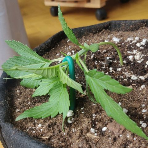 Blueberry Zkittlez Automatic growlog timeline photo