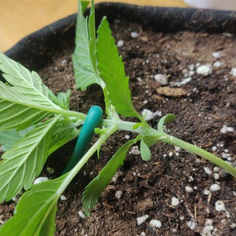 Blueberry Zkittlez Automatic growlog timeline photo