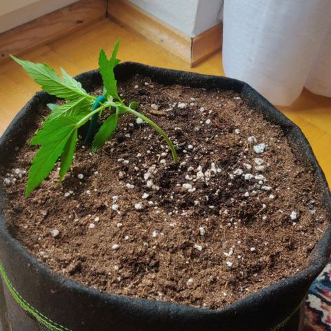 Blueberry Zkittlez Automatic growlog timeline photo