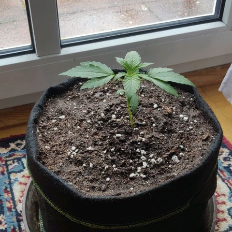 Blueberry Zkittlez Automatic growlog timeline photo